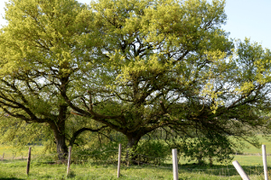 Baum